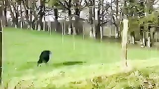 Sheeps
