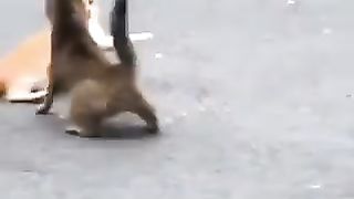 Cats  are cute