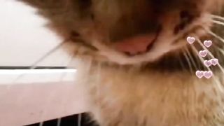Little mao #cat #catvideos #shorts
