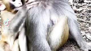 Animal funny video