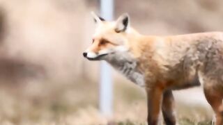 The FoX ????????????