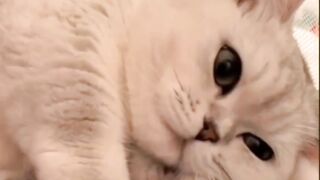 Cat lovers