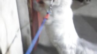 Cat ????????????????????????