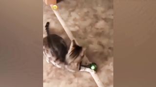 Funny Animal Videos 2023 ???? - Funniest Cats And Dogs Video ????????