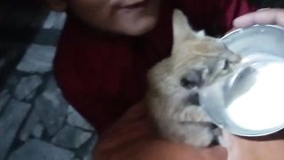 with cat