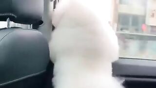 Dog Funny -- Dog Cute Videos -- Dog Funny Video in Car