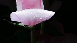 #rose