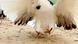 Beautiful Pigeon