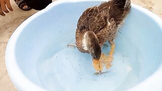 Best of the birds video for you || Must watch and follow.