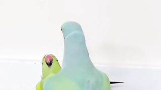 Best of the funny videos || Must wacth and dont miss . Follow.