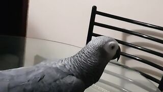 Best of the funny angry bird video || Must watch and follow for more.
