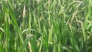 BeautifulSeen #viralreel#short#febspot#beautifulseen