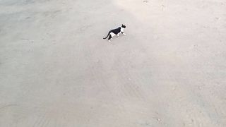 Its a beautiful domestic cat