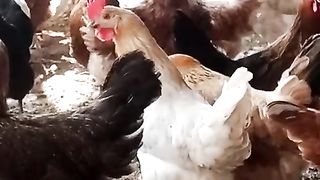 Golden misery females hens for eggs laying