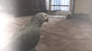 Best of the zombie parrot video || Mustw acth dont miss . Follow for more.