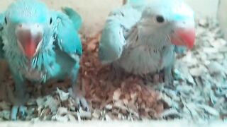 My New Blue Parrots