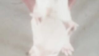 Dogs video