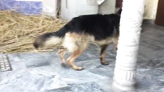 German shepherd