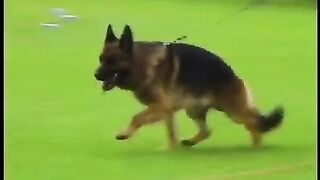 German shepherd