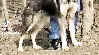 Beautiful dog
