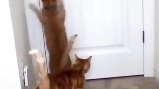 CAT CAN OPEN DOOR