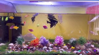 Relaxation| Aquarium | Relax your mind