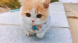 Top 10 Cutest Cat in the world