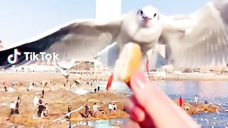Tame Bird