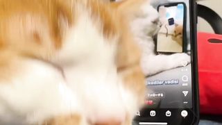 Cats are happy