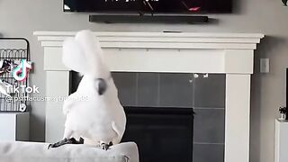 Parrot.