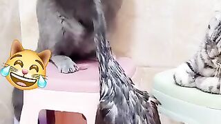 Best funny video