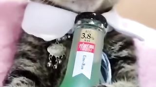 funny animals #shorts.mkv. Funny cats videos new 2023 latest