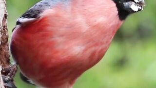 Bullfinch | Male Bird |Nature |Red Finch |Spring