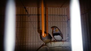 The most beautiful finch birsds