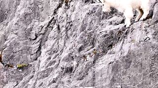 The technical talent of a Goat