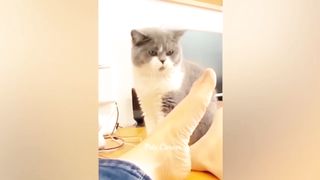 #Bast funny animal video#