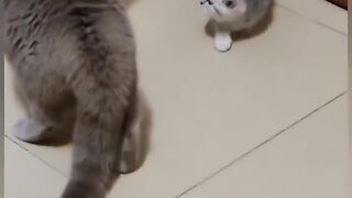 Funny Animal Videos 2022 ???? - Funniest Cats And Dogs Videos ???????? #29