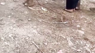 Camel vedio food