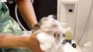 Cat wash