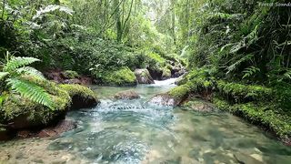 Calming mountain stream sound, peaceful birds chirping in the mountain big green forest