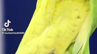 Budgie