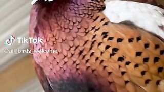 Cute Bird.