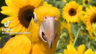 Parrot