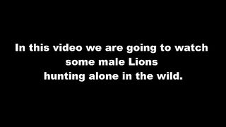 Power of Male lion