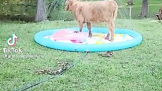 Calf showring.
