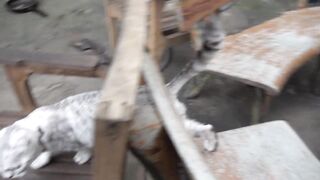 How Cat React When Seeing Stranger 1st Time - Running or Being Friendly 15? | Viral Cat