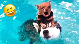 Funniest Dogs And Cats Videos ???? - Best Funny Animal Videos