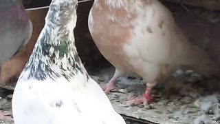 Beautiful Pigeon