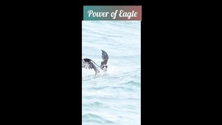 Eagle Hunting Fish