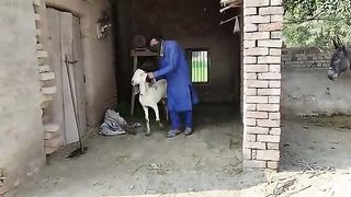 Goat treatment with His man treatment muharra Video (FAIDA HD TV Funny)